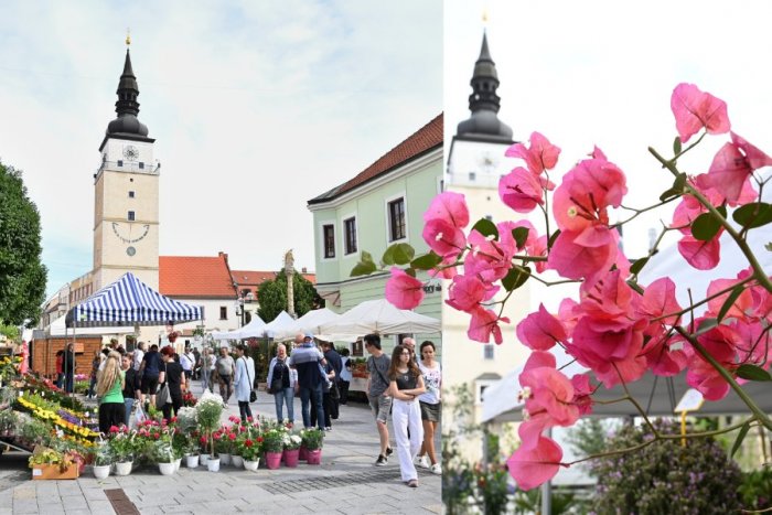 Ilustračný obrázok k článku Prichádza obľúbený Májový kvet: Prinesie trh, sprievod aj bohatý PROGRAM