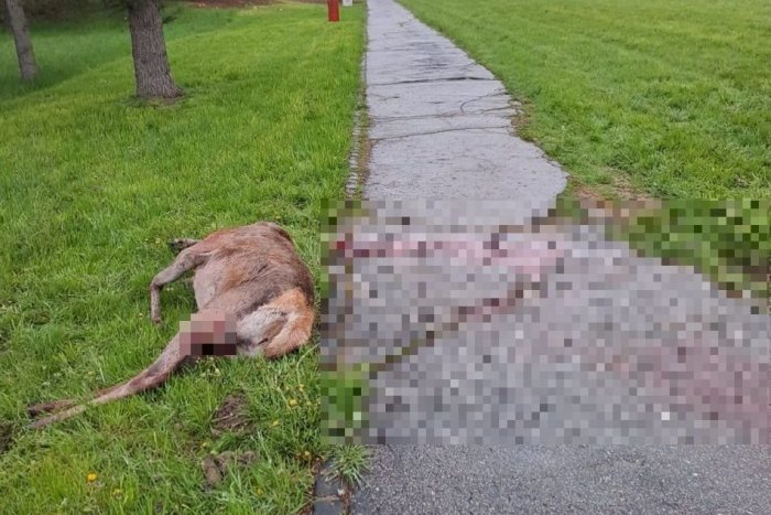 Ilustračný obrázok k článku DESIVÉ, čo sa odohralo na Horehroní: Útočili pri nemocnici vlky? FOTO