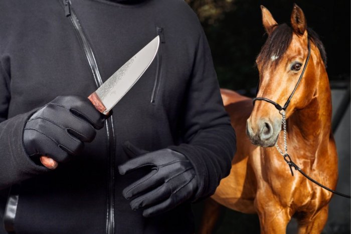 Ilustračný obrázok k článku Talian ozbrojený NOŽOM prepadol Slováka: Policajtom sa pokúsil utiecť na KONI!