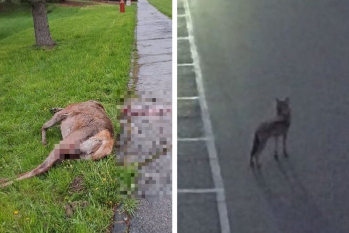 Ilustračný obrázok k článku Zrazená jelenica? Mala evidentné záhryzy a vyžratú lopatku, tvrdí hospodár