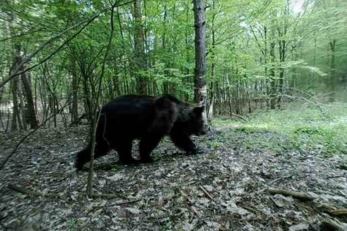 Ilustračný obrázok k článku Došlo k ďalšiemu ÚTOKU medveďa? Informácia o napadnutí rybára vraj nie je pravidvá