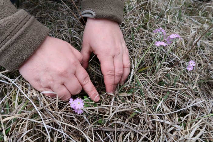 Ilustračný obrázok k článku V okolí Popradu ide o ich posledné zvyšky: Aký je plán zachrániť územie slatinných lúk?