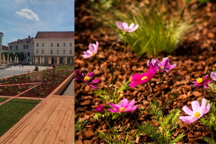 Ilustračný obrázok k článku Trojičné námestie už skrášľuje kvetinový záhon: Je väčší ako v uplynulých rokoch, FOTO