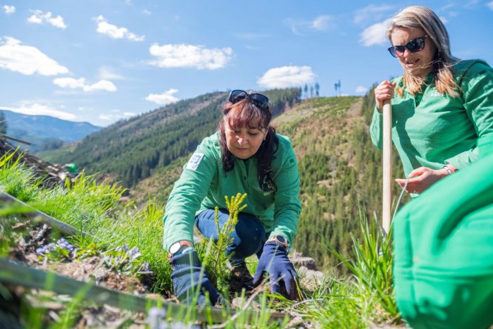 Ilustračný obrázok k článku V Tatrách utvorili nový REKORD: Vysadili tam najviac stromčekov za jeden deň, FOTO