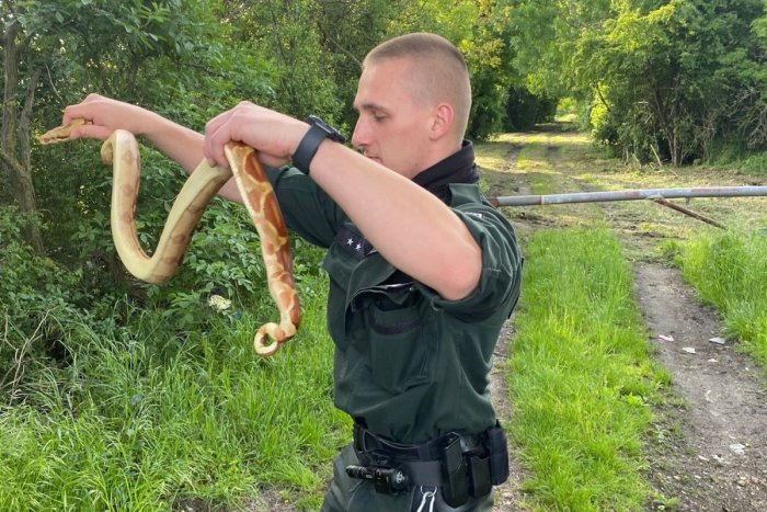 Ilustračný obrázok k článku ŠOKUJÚCI nález neďaleko Bratislavy: ŠESŤ veľkých hadov na hlavnej ceste! FOTO