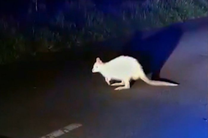 Ilustračný obrázok k článku Vodiči neverili vlastným očiam: Do cesty sa im pri Trnave postavil KLOKAN