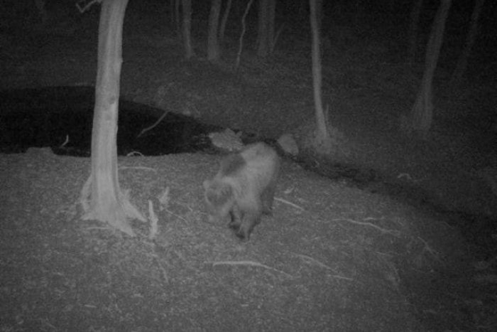 Ilustračný obrázok k článku V lesoch medzi Nitrou a Topoľčanmi videli MEDVEDE: Zviera zachytila aj fotopasca