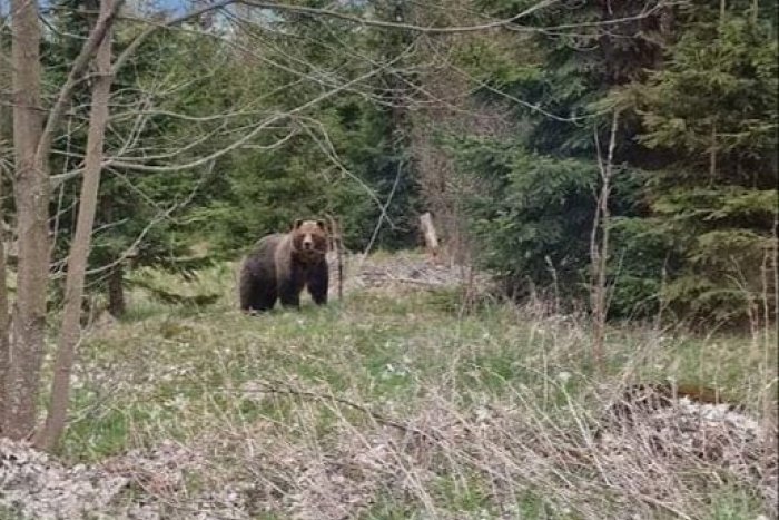 Ilustračný obrázok k článku Na mieste zvýšte opatrnosť: Vodiča prekvapil medveď v TEJTO lokalite na východe, FOTO