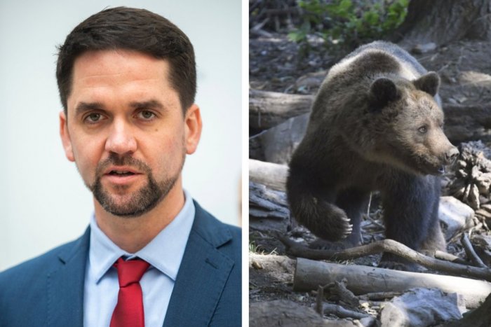 Ilustračný obrázok k článku Koľko MEDVEĎOV je na Slovensku? Lunter KRITIZUJE ochranárov, prečo NEZVEREJNILI štúdiu?