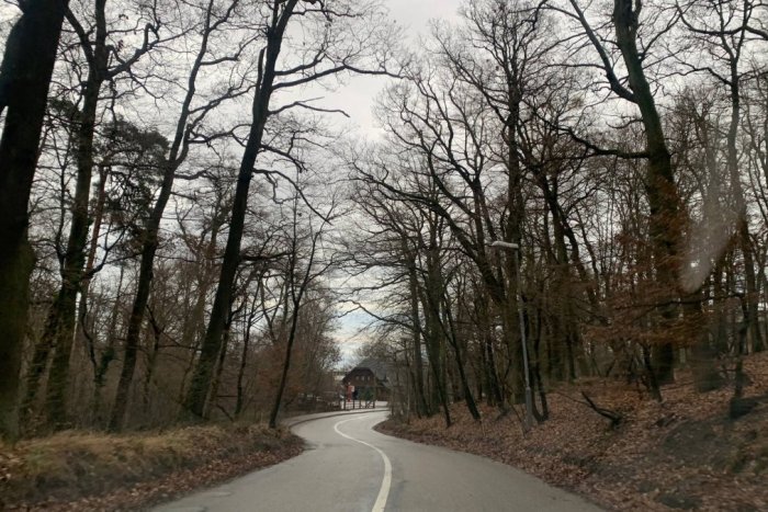 Ilustračný obrázok k článku Budú vysádzať aj nové? Kvôli rekonštrukcii Cesty slobody v Tatrách padlo množstvo stromov