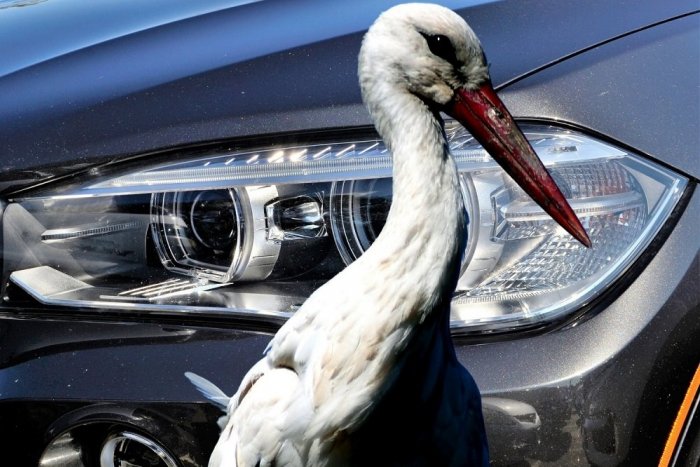 Ilustračný obrázok k článku KURIOZITA DŇA: Na východe vyčíňa agresívny BOCIAN, napáchal škody v TISÍCOCH eur