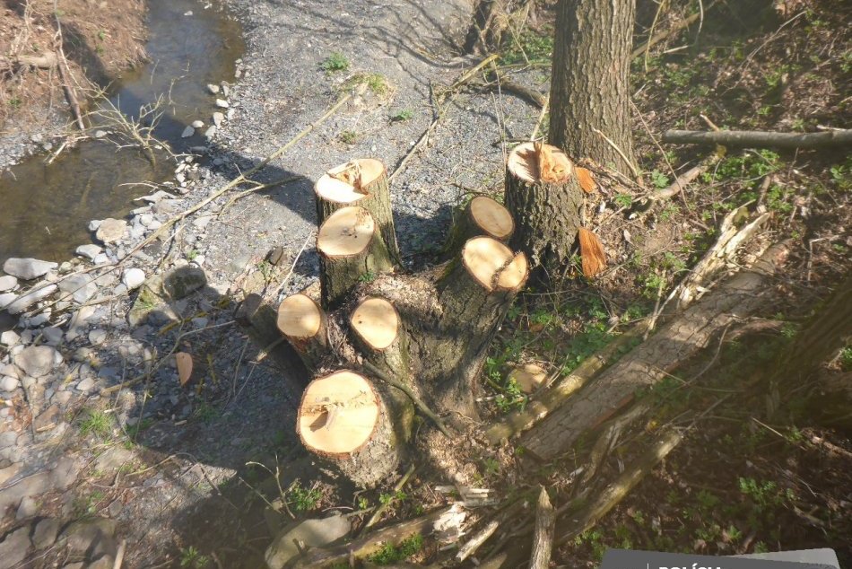 Ilustračný obrázok k článku ŠOKUJÚCI čin mužov: Bez povolenia dali VYRÚBAŤ desiatky stromov, HROZÍ im väzenie