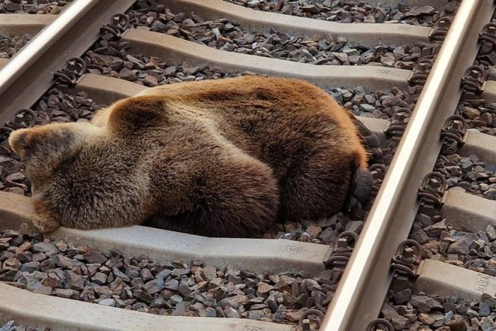 Ilustračný obrázok k článku Rakúšania sú v pozore: V Salzburgu zrazil vlak MEDVEĎA, zisťujú jeho pôvod