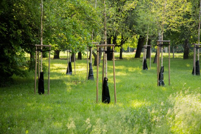 Ilustračný obrázok k článku Už by nemali vyschnúť: Stromy v Brezovom hájiku dostali zavlažovacie vaky