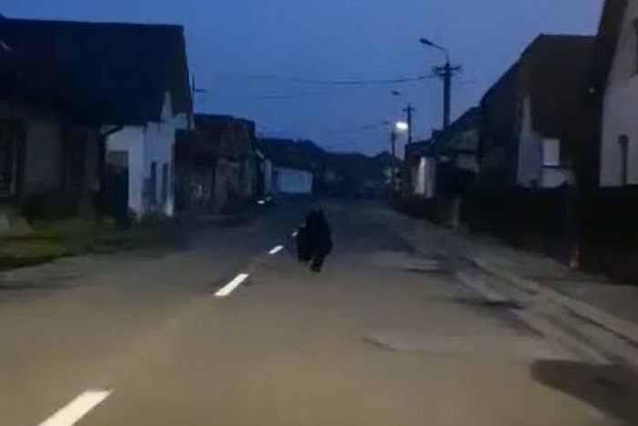Ilustračný obrázok k článku Medveďa z VIDEA zásahový tím nenašiel: REAKCIU vodiča označil za NEPRIMERANÚ a NEZMYSELNÚ