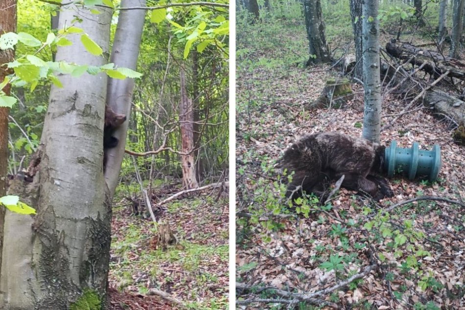 Ilustračný obrázok k článku KURIÓZNE problémy medveďov: Maco žil s VALCOM na hlave 17 dní, ZÁCHRANU potrebovalo aj mláďa