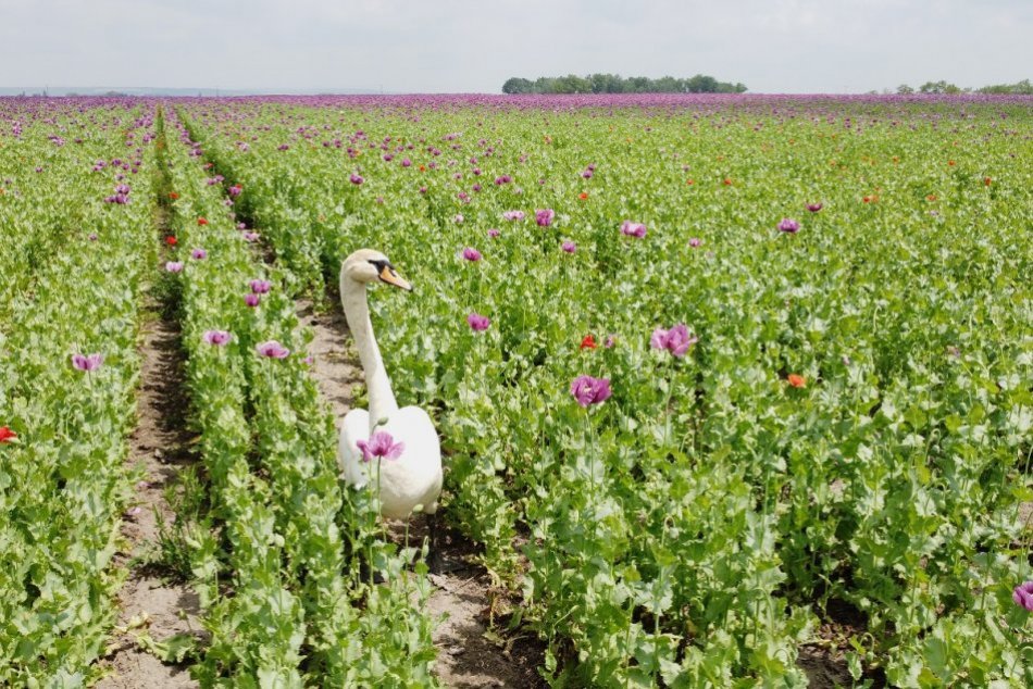 Ilustračný obrázok k článku Labute spásajú makové pole na juhu Slovenska: Mnohé sú ako nadrogované a HYNÚ