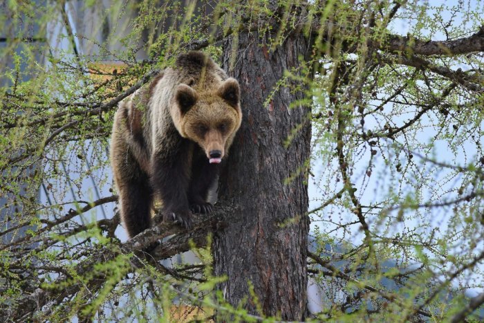 Ilustračný obrázok k článku VAROVANIE polície: Pri tejto obci sa pohybuje MEDVEDICA aj s mláďatmi!