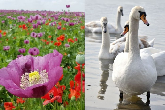 Ilustračný obrázok k článku Labute, ktoré prežili predávkovanie ópiom, vozia na liečenie: Niektoré sa podarilo zachrániť