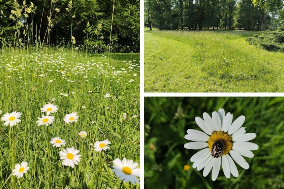 Ilustračný obrázok k článku Mestský park doslova OŽIL: Páči sa vám ŠPECIÁLNY typ kosenia v Bystrici? FOTO