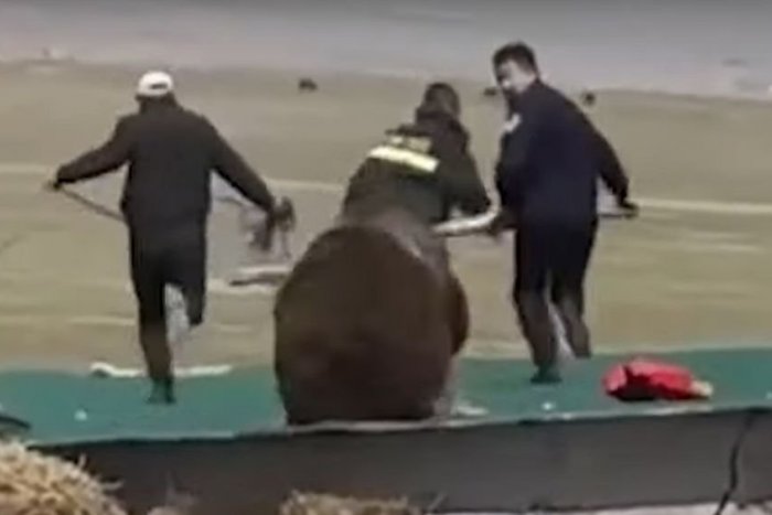 Ilustračný obrázok k článku Slovenskom sa šíri HOAX o medveďovi: Ľudí NENAHÁŇA v rómskej osade, tvrdia ochranári, VIDEO