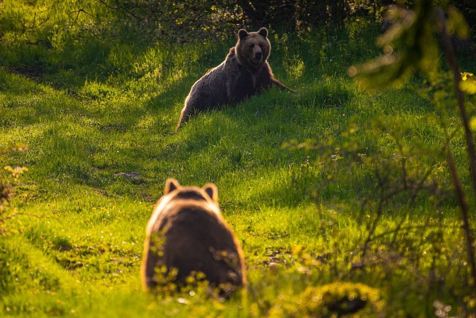 Ilustračný obrázok k článku Pátranie po postrelenom medveďovi ukončili, ZMIZOL kdesi v horách