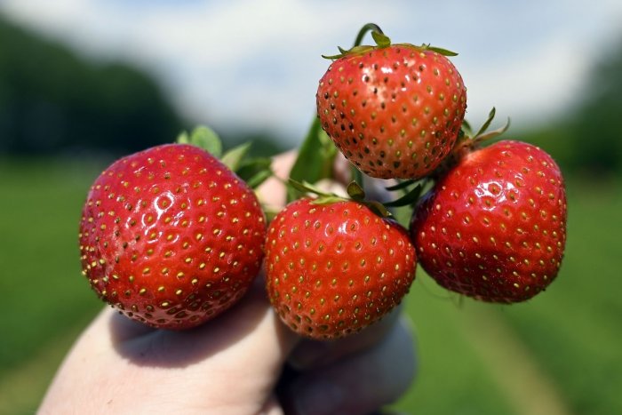 Ilustračný obrázok k článku KAM na JAHODY v Nitrianskom kraji? Pozrite, kde sa začal samozber a aké sú ceny