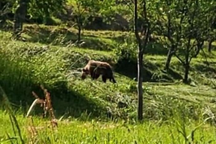 Ilustračný obrázok k článku Nepomáhal KRIK ani HLUK kosačiek: MEDVEĎ si to namieril rovno ku domom, VIDEO