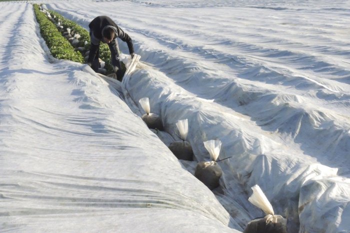 Ilustračný obrázok k článku Záhradkári, pripravte sa na nočné prízemné MRAZY: Kde platí výstraha?