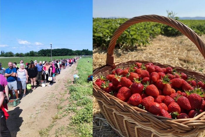 Ilustračný obrázok k článku Na Slovensku vypukol JAHODOVÝ ošiaľ: Na samozber ľudia stáli v rade