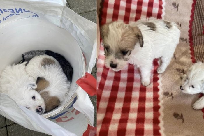 Ilustračný obrázok k článku V trnavskej nemocnici niekto nechal šteniatka: Našla ich pacientka pred ambulanciou