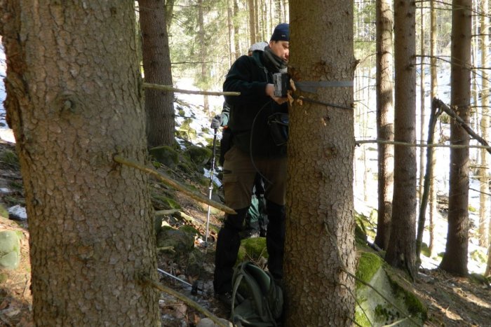 Ilustračný obrázok k článku Správa CHKO Poľana o MEDVEĎOCH: Fotopasce NESTAČIA, sme za RACIONÁLNE riešenie situácie