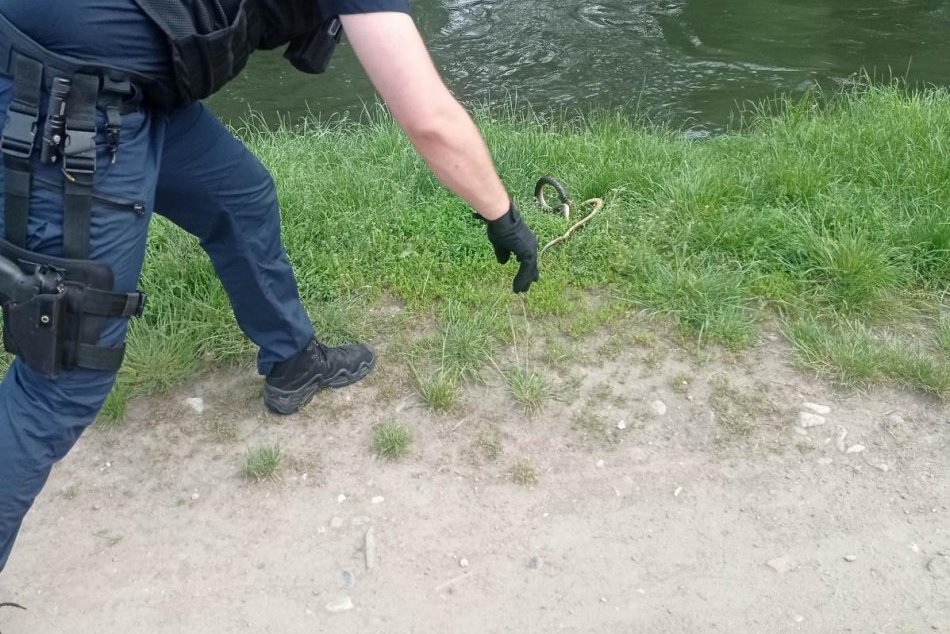 Ilustračný obrázok k článku Zvolenčanov vyplašil HAD pri detskom ihrisku: Situáciu zachraňovali mestskí policajti, FOTO