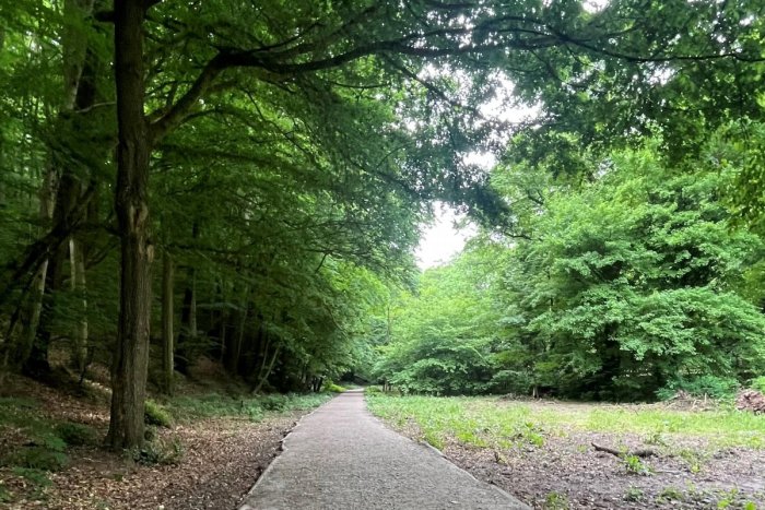 Ilustračný obrázok k článku POZOR, varovanie pre všetkých ľudí v Bratislave: Radšej NECHOĎTE do lesov!