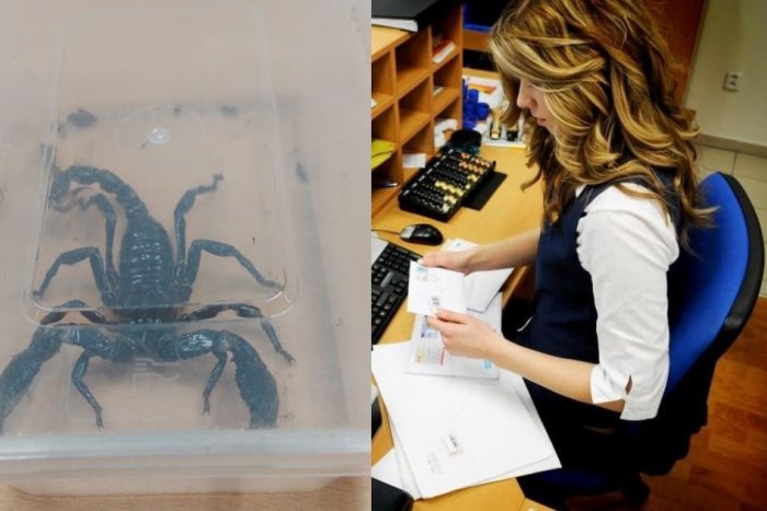 Ilustračný obrázok k článku Poštárky zažili poriadny ŠOK: Niekto poslal v balíku živého ŠKORPIÓNA! VIDEO