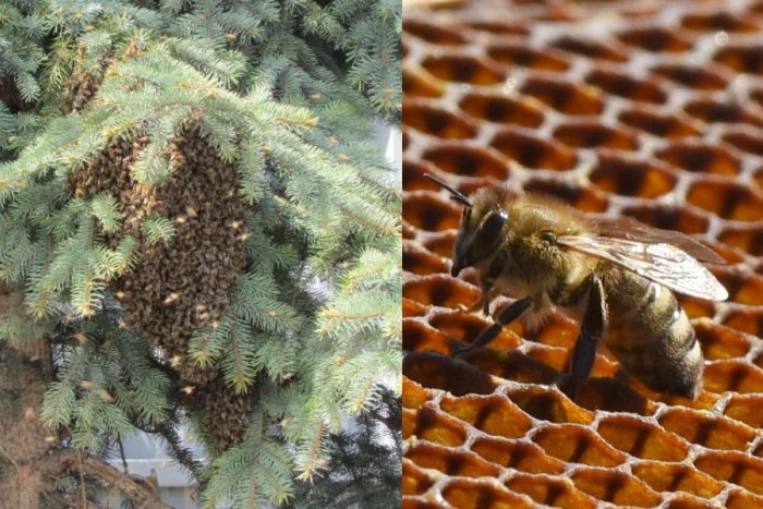 Ilustračný obrázok k článku Deti v materskej škole ohrozovali VČELY: Pri ihrisku sa usadil celý ROJ