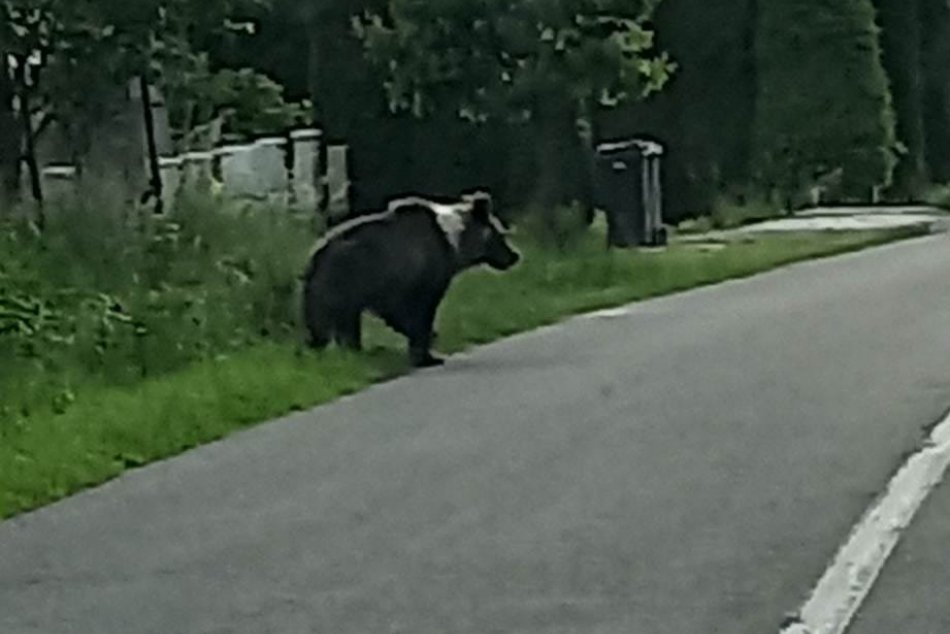 Ilustračný obrázok k článku Stredoslovenská obec VAROVALA ľudí: V dedine sa pohyboval MEDVEĎ