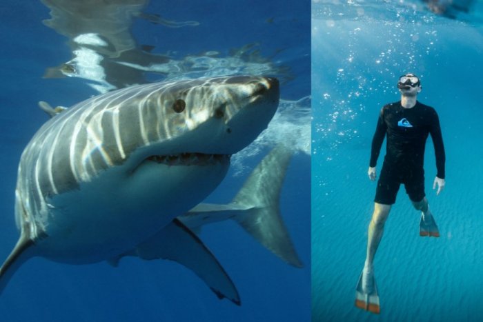Ilustračný obrázok k článku Pred očami mu žralok ZABIL kamaráta: Muž opísal, ako ZÚFALO bojoval s predátorom