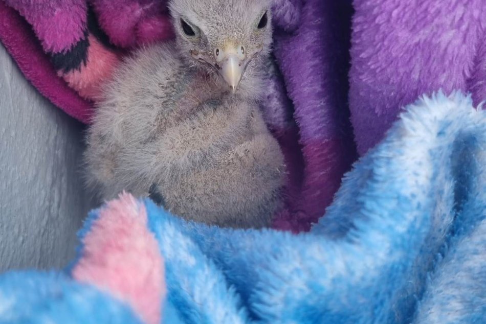 Ilustračný obrázok k článku Mestskí policajti mali nevšedný ZÁSAH: Vo Zvolene zachraňovali mláďa DRAVCA, FOTO