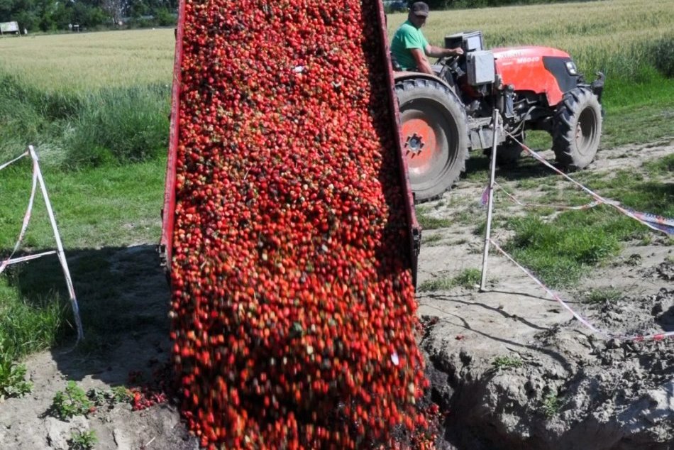 Ilustračný obrázok k článku VEĽKÉ problémy vo vychýrenom samozbere: TONY zhnitých jahôd odvážajú z polí! FOTO