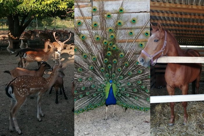 Ilustračný obrázok k článku SKVELÁ správa pre rodiny s deťmi: V Dražovciach vznikla mini FARMA so zvieratkami