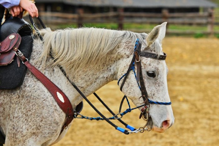 Ilustračný obrázok k článku Paráda na Podpoľaní: Rozdajú si to KONSKÉ záprahy, cena v TOMBOLE vás dostane