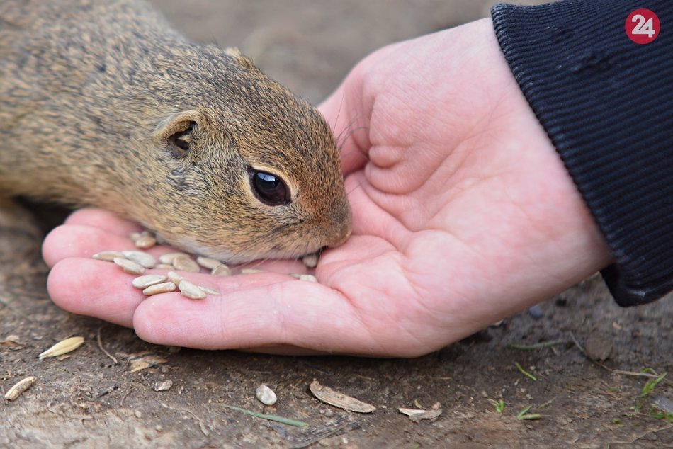 Ilustračný obrázok k článku Na juhu Slovenska pribudne ATRAKCIA: K obľúbenému SYSĽOVISKU sa dostanete po novom