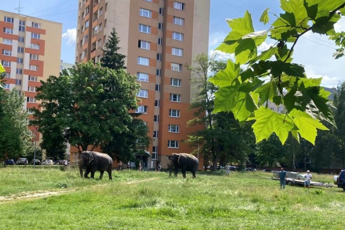 Ilustračný obrázok k článku Safari v Žiline? Medzi panelákmi sa prechádzali SLONY!