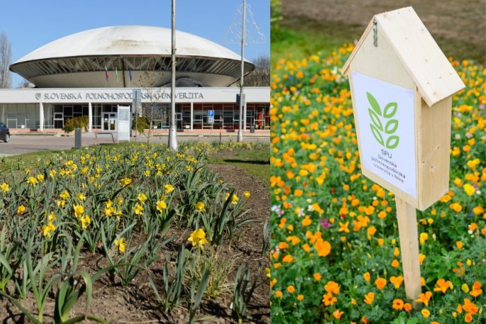 Ilustračný obrázok k článku Areál SPU rozkvitne: Botanická záhrada začína s prípravou biodiverzitných lúk