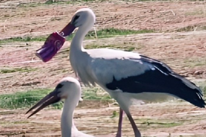 Ilustračný obrázok k článku KURIOZITA DŇA: Bocian žil DVA týždne so zobákom uväzneným v plechovke od koly