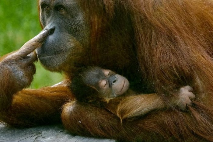 Ilustračný obrázok k článku Rozkošné mláďatko orangutana dostalo utešené meno: Nech sa páči, toto je Kaja