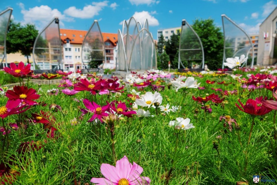 Ilustračný obrázok k článku V Poprade máme nádhernú kvetinovú výzdobu: O rok to však už tak nemusí byť, FOTO