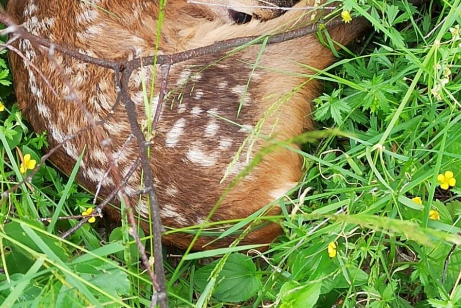 Ilustračný obrázok k článku Hubárka Lucia sa podelila o VZÁCNY úlovok: Klobúk dole, ako sa zachovala, FOTO