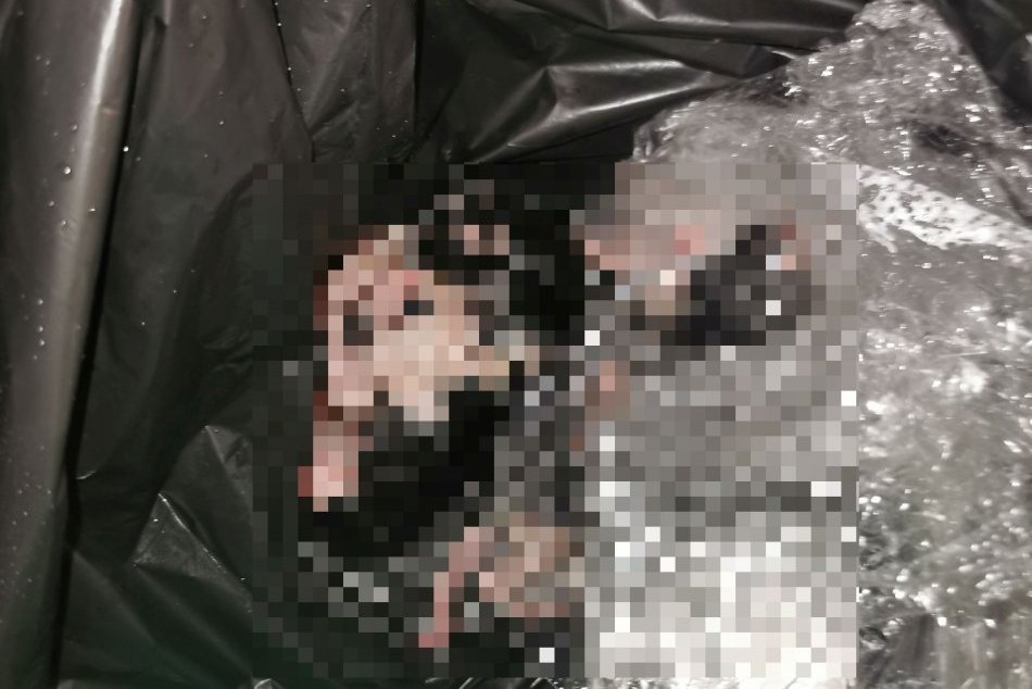 Ilustračný obrázok k článku Kto mohol spraviť takú OHAVNOSŤ!? Mačiatka čakala krutá SMRŤ vo vreci, prežili iba 3, FOTO